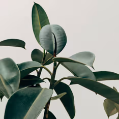 Cross-platform mobile development